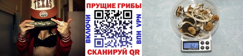 kraken tor  где купить   Буйнакск  Псилоцибиновые грибы MAGIC MUSHROOMS 